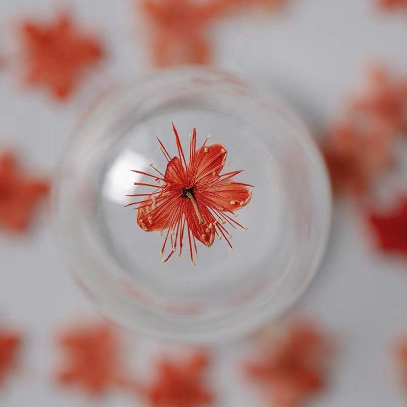 MNR2024 Natural Real Dried Pressed Flowers DIY Mixed Dry Flower Dried Pressed Flower Resin