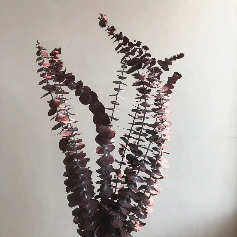 Wedding Home Decor Blue Green Red Eucalyptus Leaf Stems eucalyptus Leaf Natural Real Flower Dried Preserved Eucalyptus Leaves