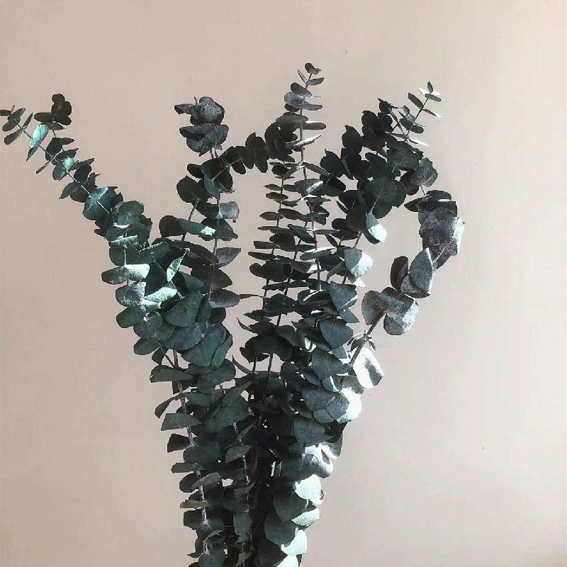 Wedding Home Decor Blue Green Red Eucalyptus Leaf Stems eucalyptus Leaf Natural Real Flower Dried Preserved Eucalyptus Leaves