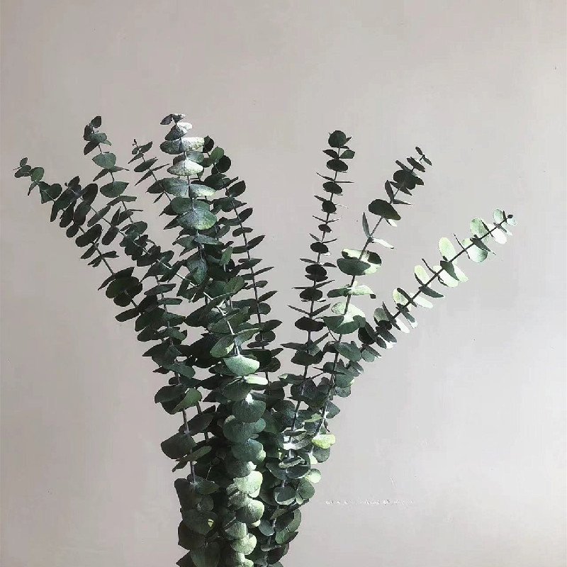 Wedding Home Decor Blue Green Red Eucalyptus Leaf Stems eucalyptus Leaf Natural Real Flower Dried Preserved Eucalyptus Leaves