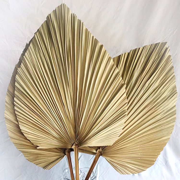 Wholesale Natural Color Dried Tropical Palm Leaves Natural Dried Palm Fans Flower For Wedding Home Decoration