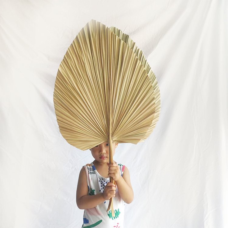 Wholesale Natural Color Dried Tropical Palm Leaves Natural Dried Palm Fans Flower For Wedding Home Decoration