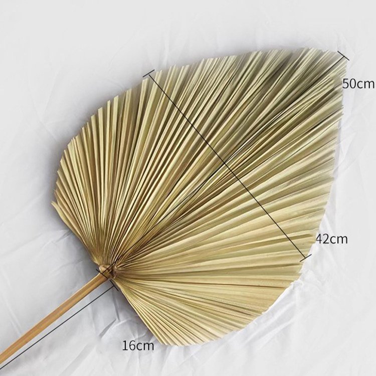 Wholesale Natural Color Dried Tropical Palm Leaves Natural Dried Palm Fans Flower For Wedding Home Decoration