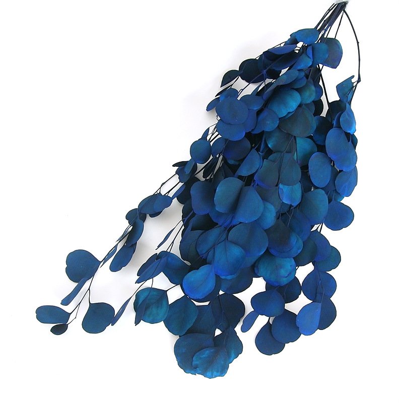 AX-42 Dried Preserved Foliage Eucalyptus Apple Leaves For Wedding Decor Preserved Eucalyptus Leaves