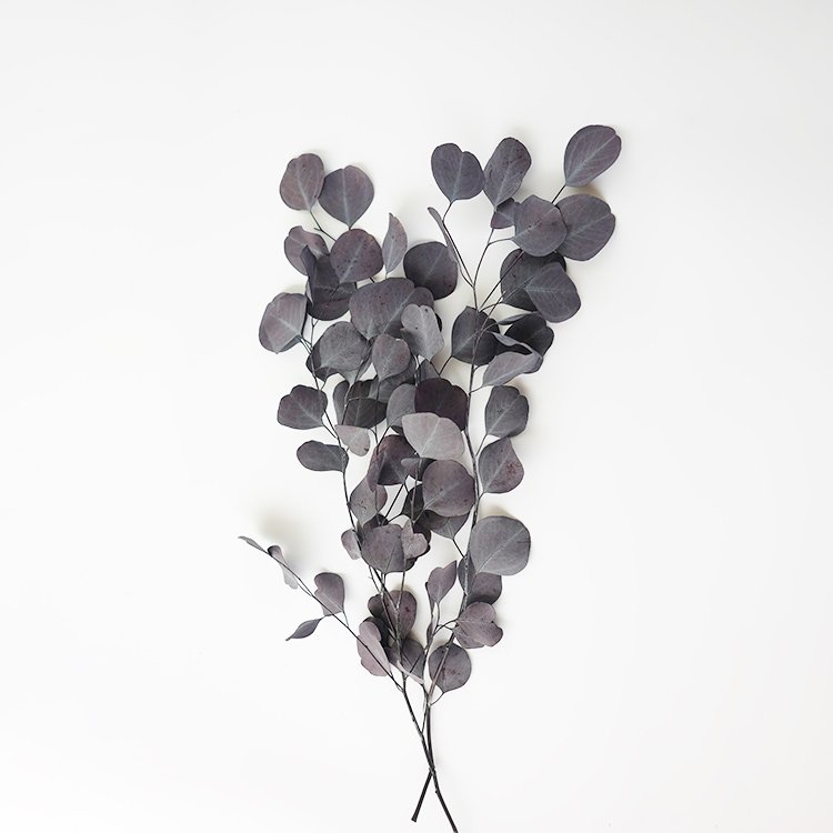 AX-42 Dried Preserved Foliage Eucalyptus Apple Leaves For Wedding Decor Preserved Eucalyptus Leaves