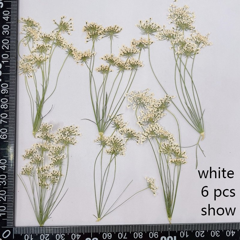 Pressed Dried natural flower, Ammi majus, press flowers for Resin handicrafts,bookmark, decoration