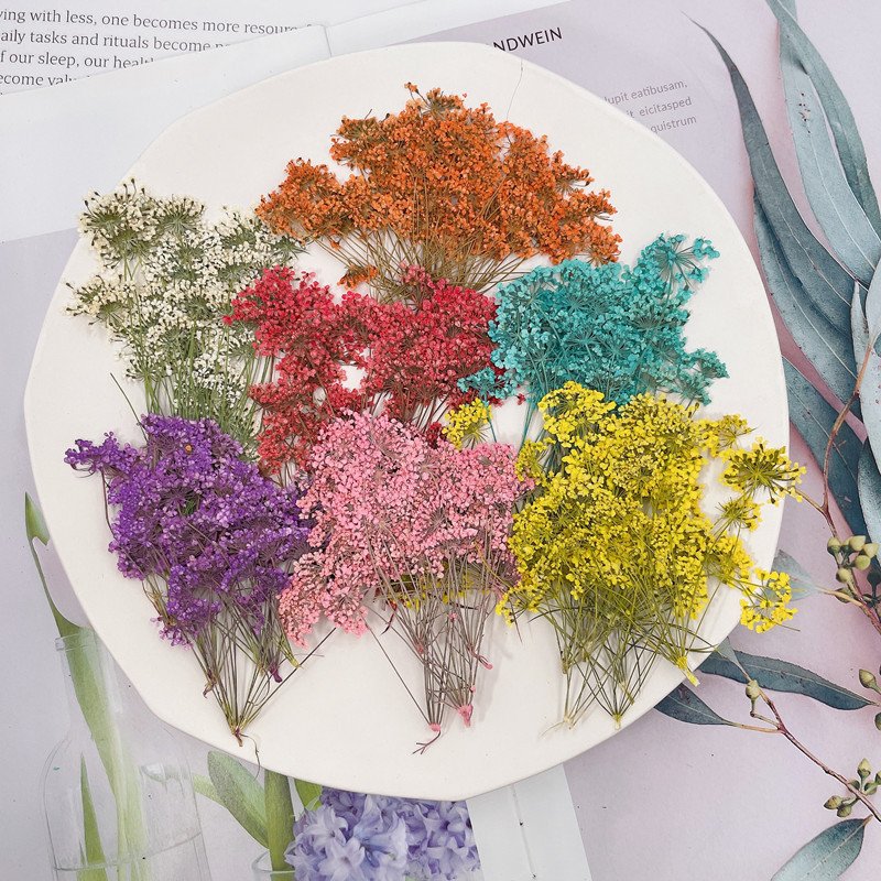 Pressed Dried natural flower, Ammi majus, press flowers for Resin handicrafts,bookmark, decoration