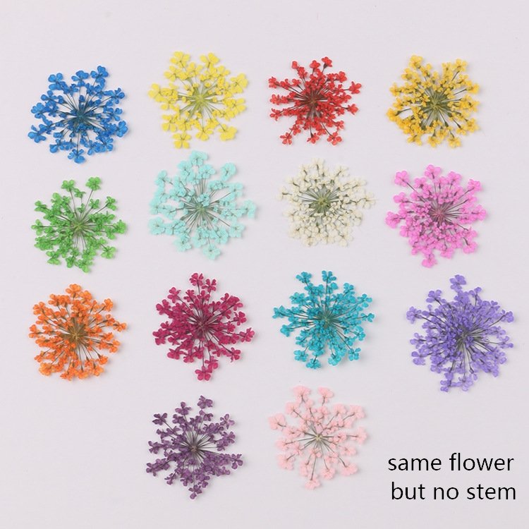 Pressed Dried natural flower, Ammi majus, press flowers for Resin handicrafts,bookmark, decoration