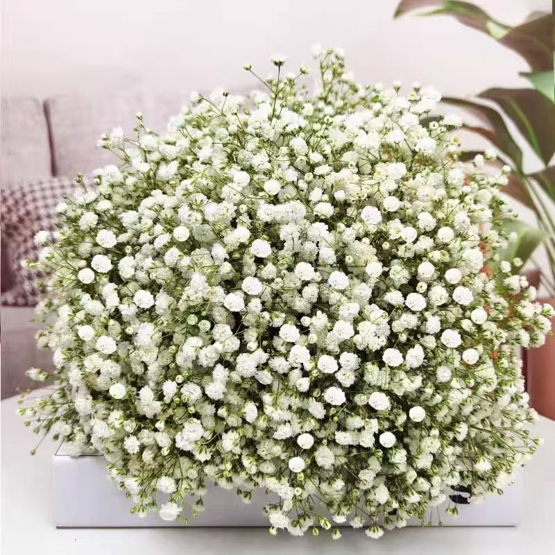 High Quality Dried Babys Breath Flowers Big Bulk 450G Preserved Flower Natural Gypsophila Branches For Wedding