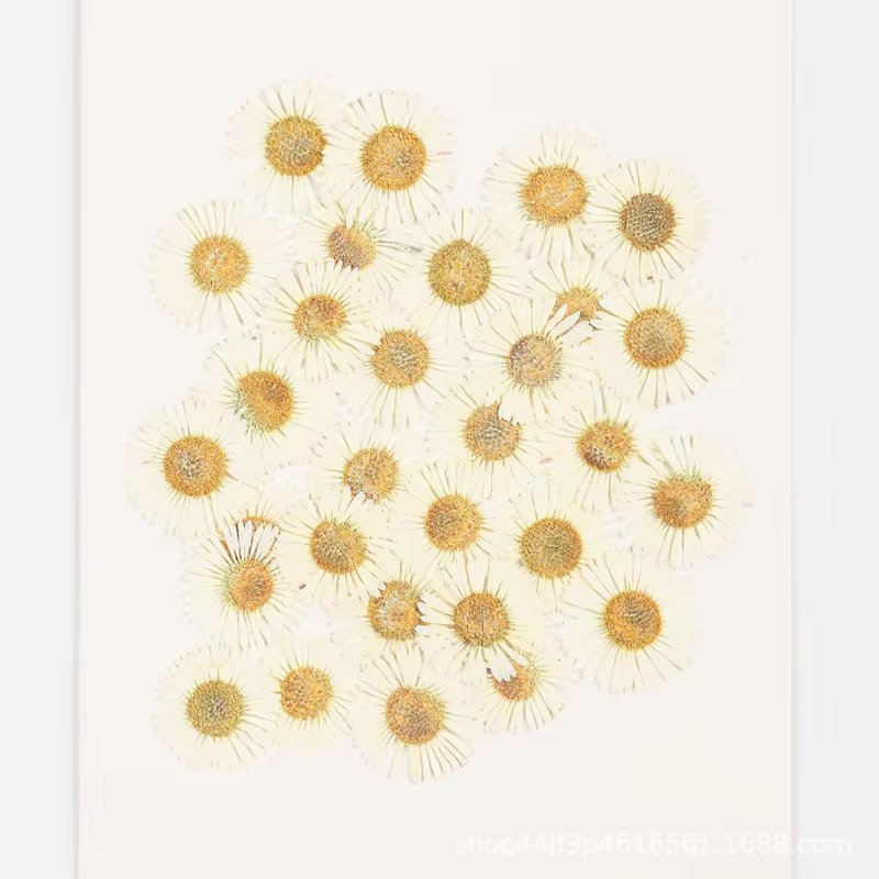 Dried Pressed Flowers Real Nature Flowers for Resin DIY Jewelry Candle Soap Vase Making Nail Card Art Craft