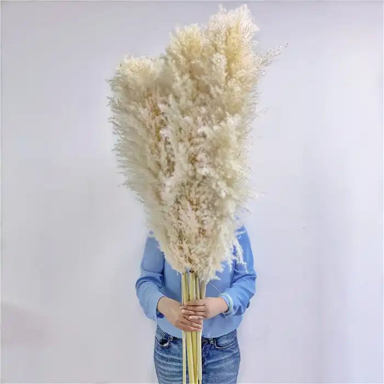 QSLH-SY366 Hot sale high quality pampas grass dry pampas grass big natural pampas grass full fluffy huge for wedding decoration