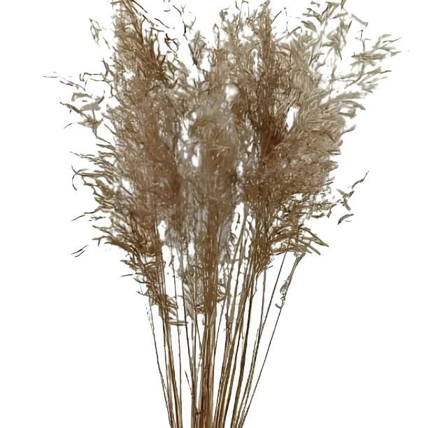 Decorative Natural Munny Grass Wedding Decor Flower Dried Flower