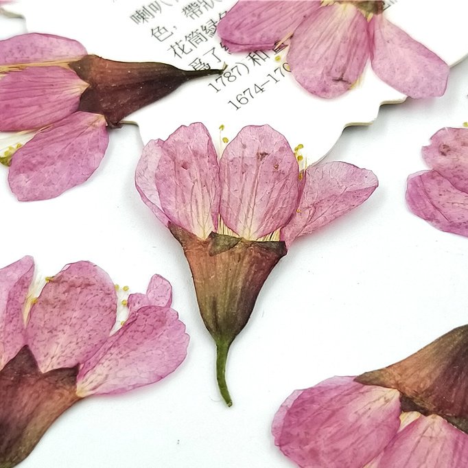 Sakura Cherry Blossom dry flower earrings necklace jewellery pressed flower earrings