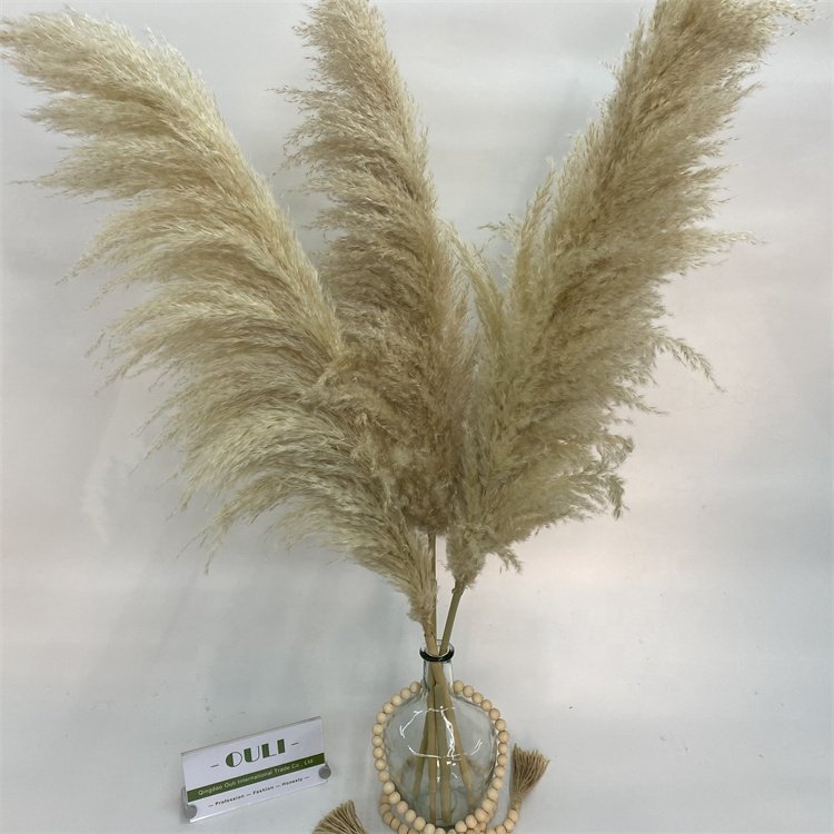 Hot Selling G-1075 Wedding Boho Beige Dried Natural Reeds Pampas Grass For Decoration