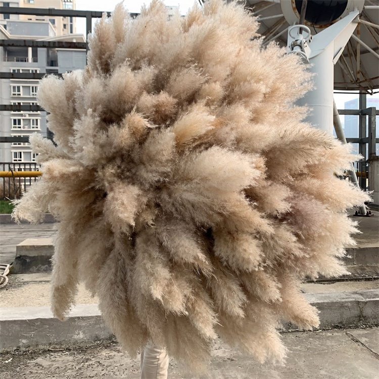 Hot Selling G-1075 Wedding Boho Beige Dried Natural Reeds Pampas Grass For Decoration