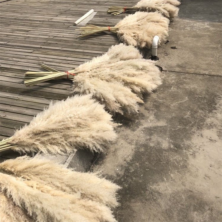 Hot Selling G-1075 Wedding Boho Beige Dried Natural Reeds Pampas Grass For Decoration