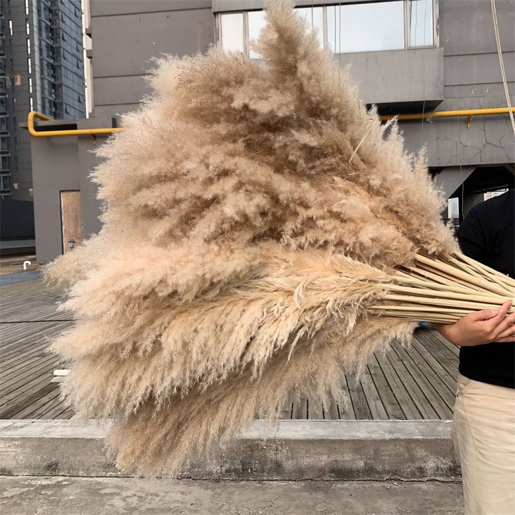 Hot Selling G-1075 Wedding Boho Beige Dried Natural Reeds Pampas Grass For Decoration