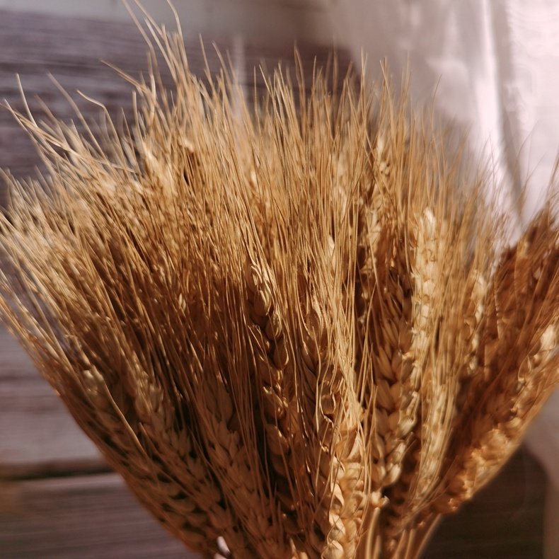 Amazon Top Seller 100 Pcs Dry Wheat Grass Bouquet Preserved Flower Dried Flower Crafts Artificial Flowers