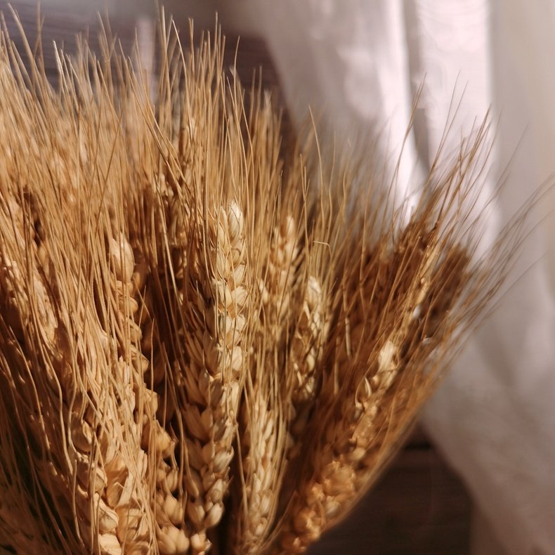 Amazon Top Seller 100 Pcs Dry Wheat Grass Bouquet Preserved Flower Dried Flower Crafts Artificial Flowers