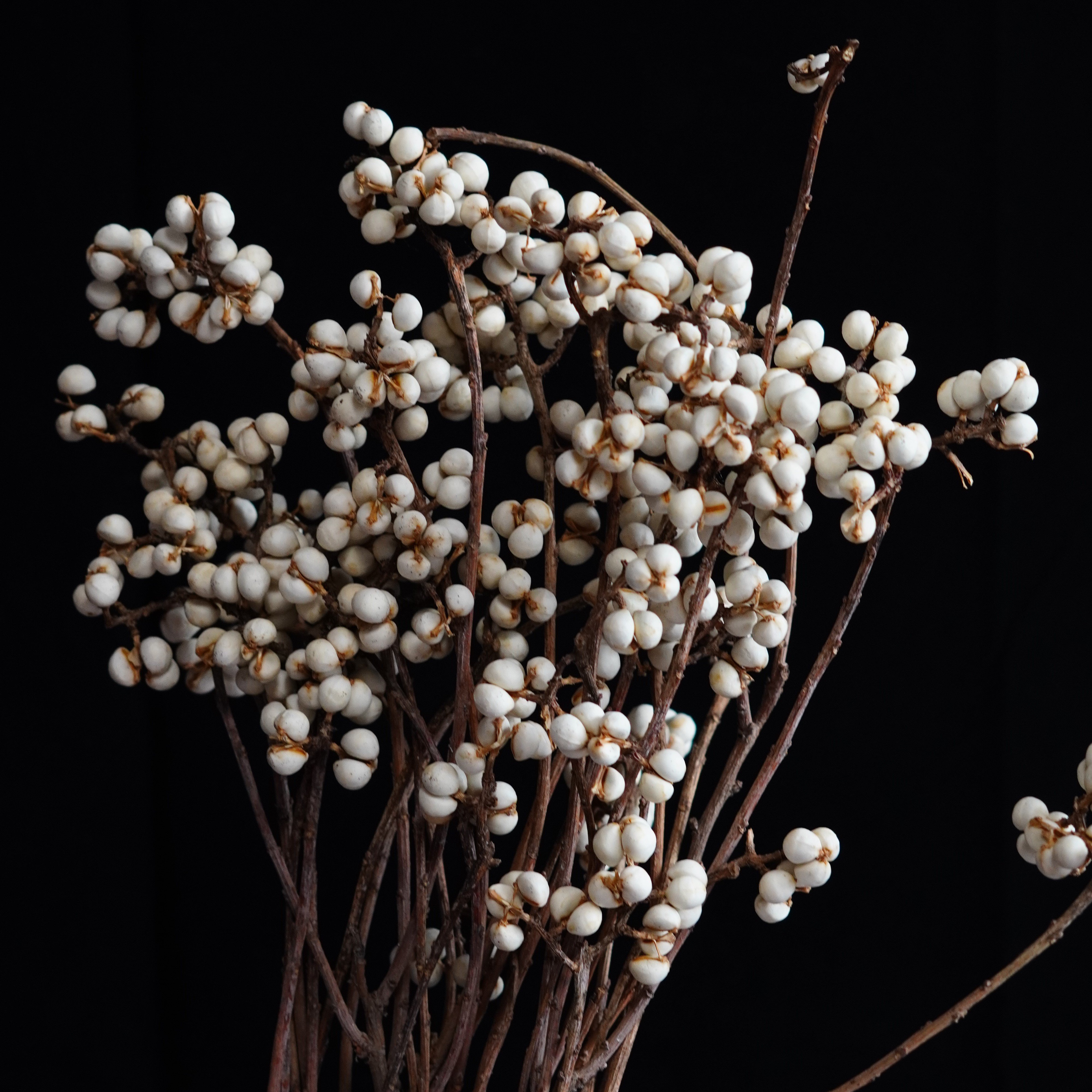 Dried Tallow Berries, tallowberries, natural berries, berries,craft flowers, dried berries, Wedding flowers