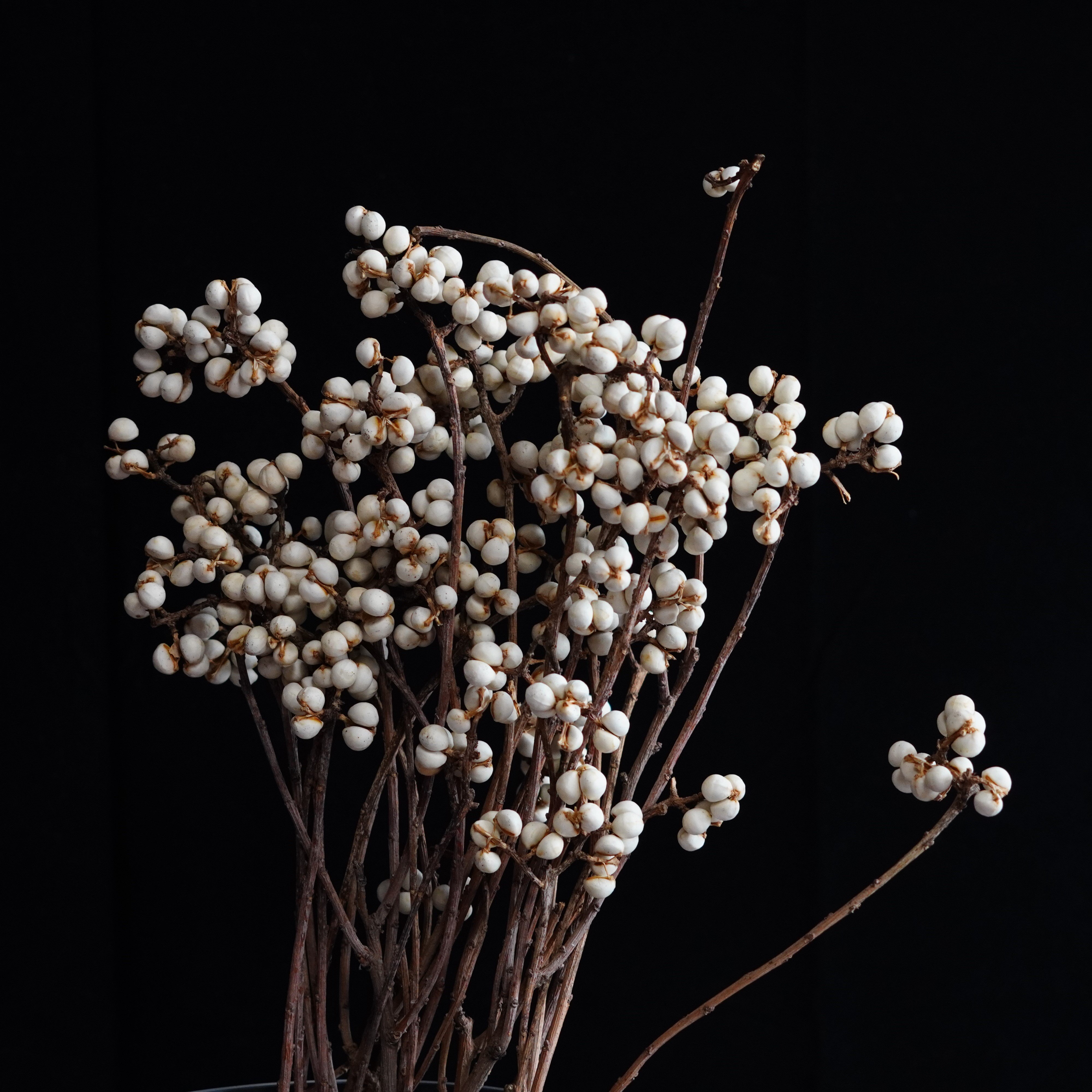 Dried Tallow Berries, tallowberries, natural berries, berries,craft flowers, dried berries, Wedding flowers