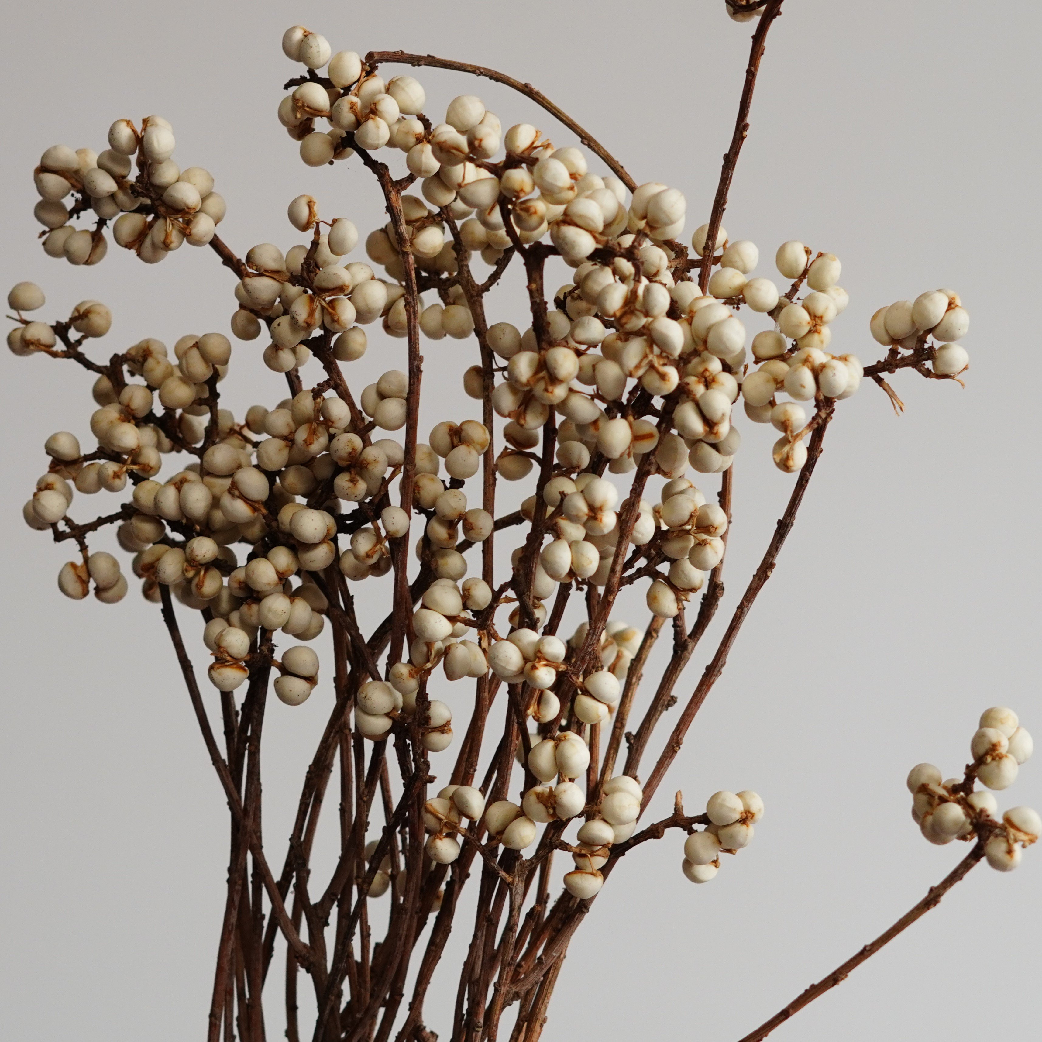Dried Tallow Berries, tallowberries, natural berries, berries,craft flowers, dried berries, Wedding flowers