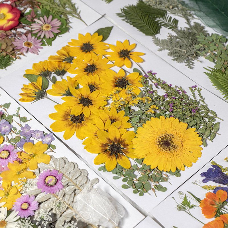 Handicraft Flower Press Mixed Pack Fresh Real Pressed Natural Dried Flowers Dried Pressed Flower For Resin