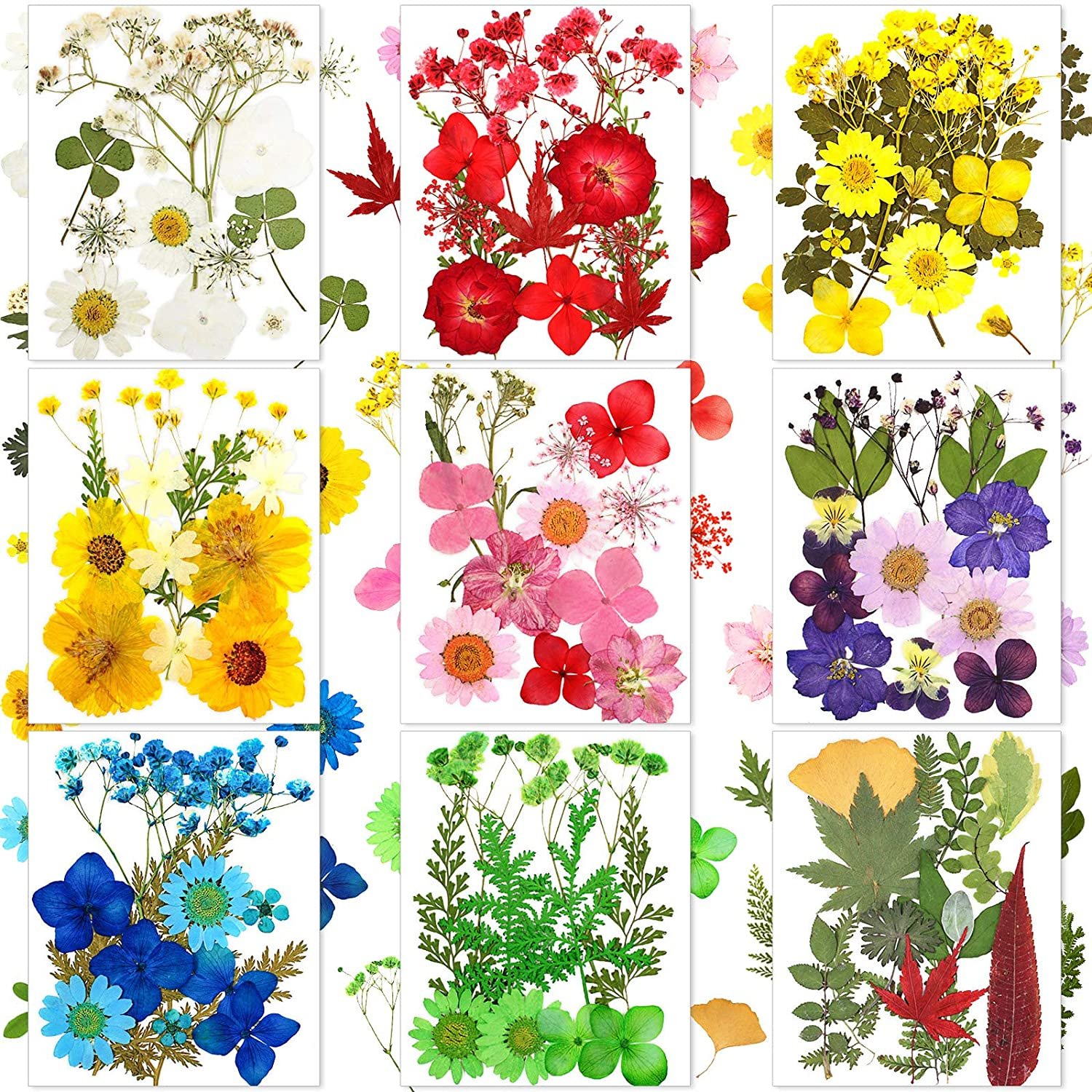 Handicraft Flower Press Mixed Pack Fresh Real Pressed Natural Dried Flowers Dried Pressed Flower For Resin