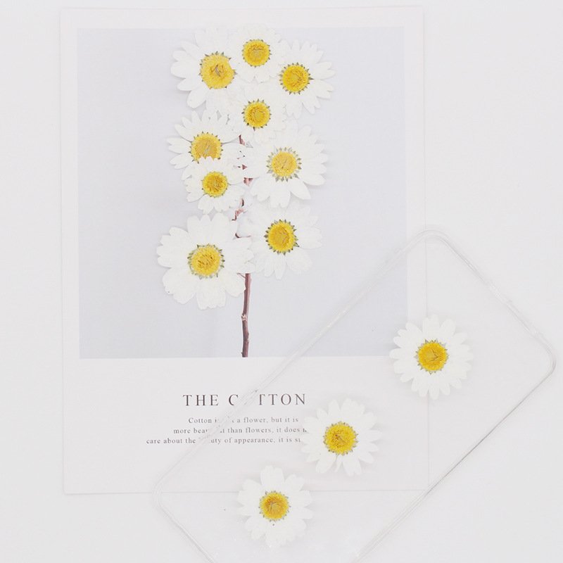 MNR1920 White Daisy Pressed Real Preserved Flowers for Making DIY Phone Case