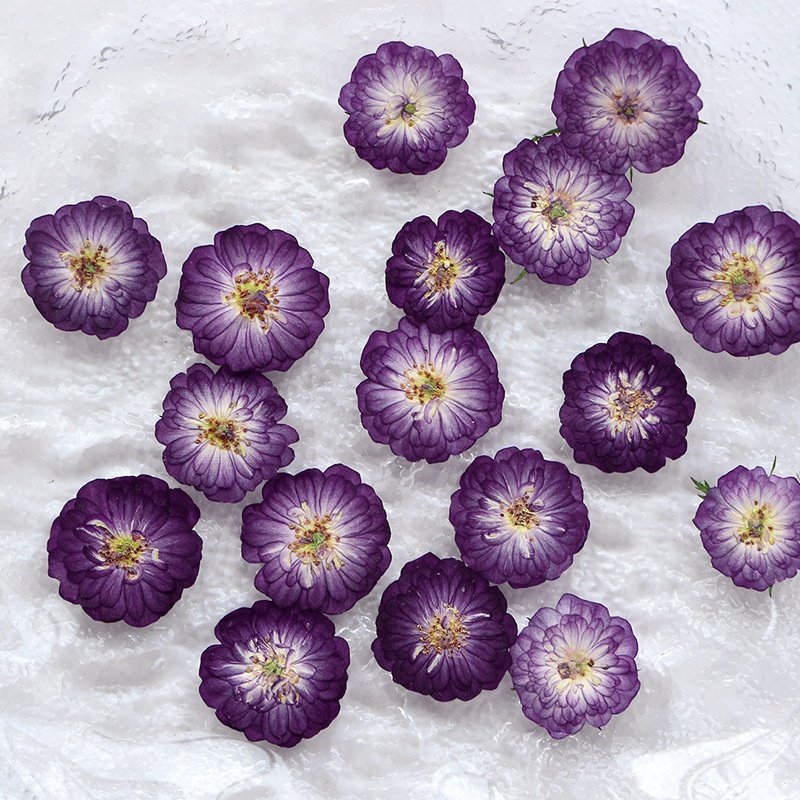 12pcs/bag Mini Rose Natural Fuchsia Pressed Flowers