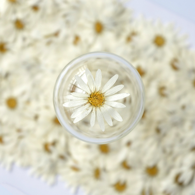 Natural Dried Marguerite Daisy Pressed Flowers Plant Flower Specimens Real Argyranthemum Frutescens Flowers