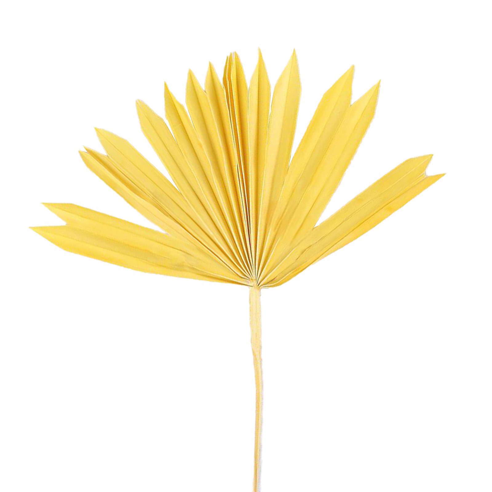 Hot-selling Mini-Natural Dried Palm Leaves Decor Boho Guanyin Palm Fans Sun Palm Leaf for Wedding House Party Kitchen Decor
