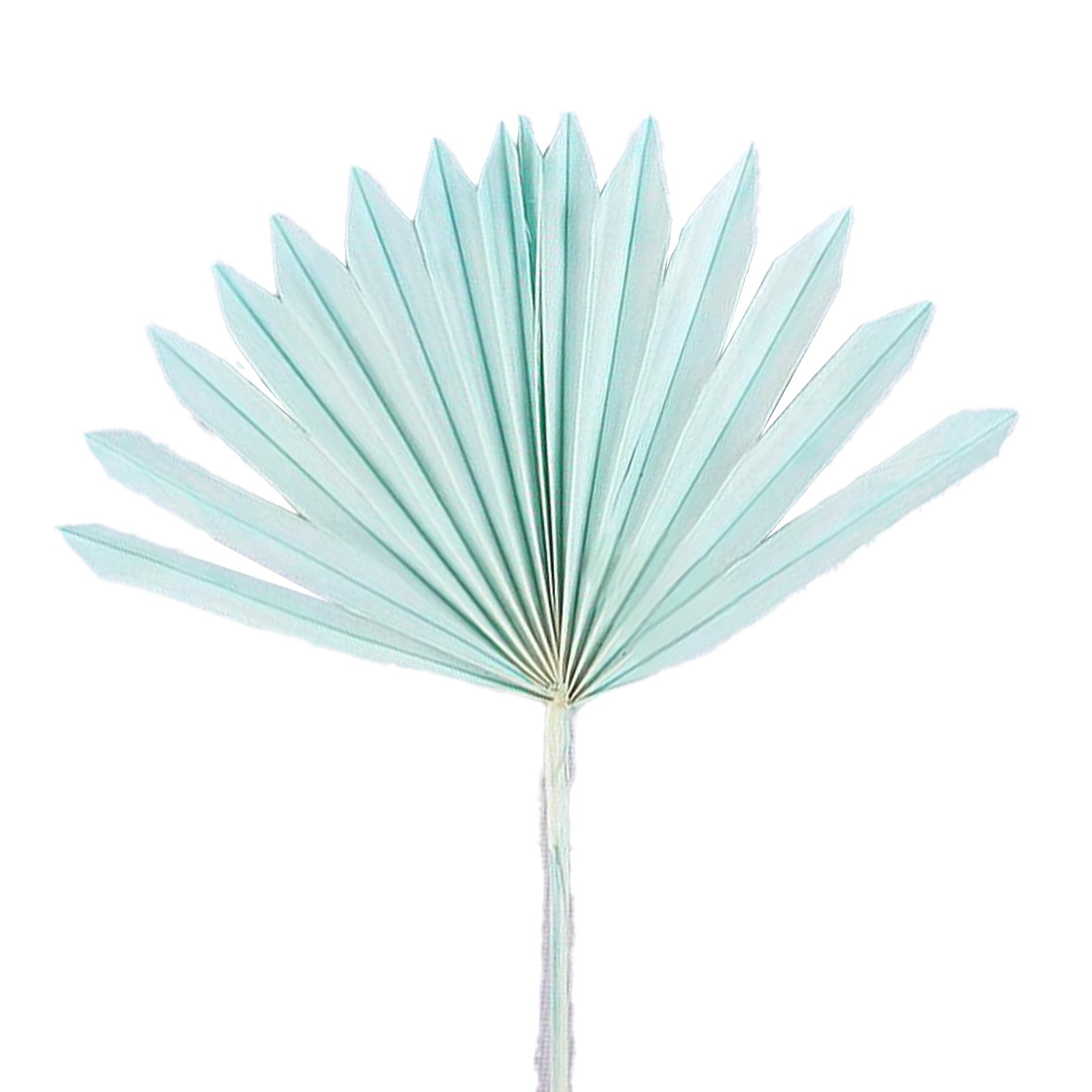 Hot-selling Mini-Natural Dried Palm Leaves Decor Boho Guanyin Palm Fans Sun Palm Leaf for Wedding House Party Kitchen Decor