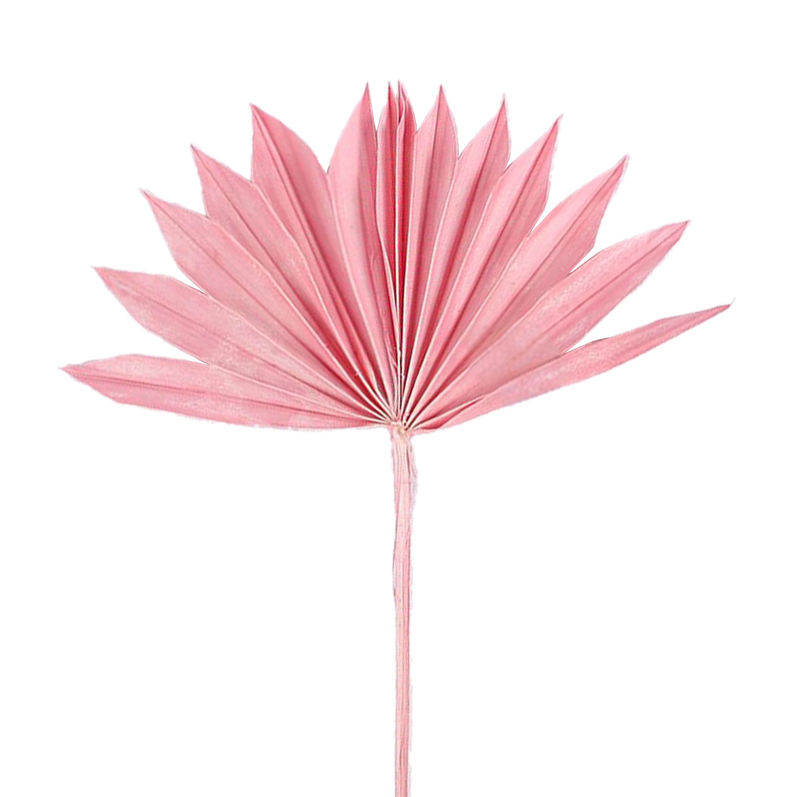 Hot-selling Mini-Natural Dried Palm Leaves Decor Boho Guanyin Palm Fans Sun Palm Leaf for Wedding House Party Kitchen Decor