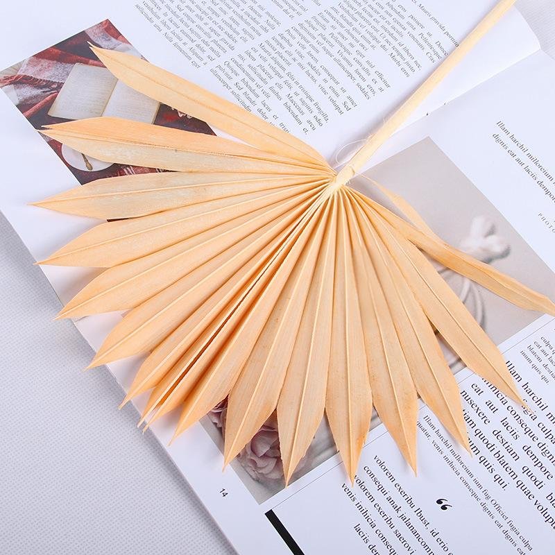 Hot-selling Mini-Natural Dried Palm Leaves Decor Boho Guanyin Palm Fans Sun Palm Leaf for Wedding House Party Kitchen Decor