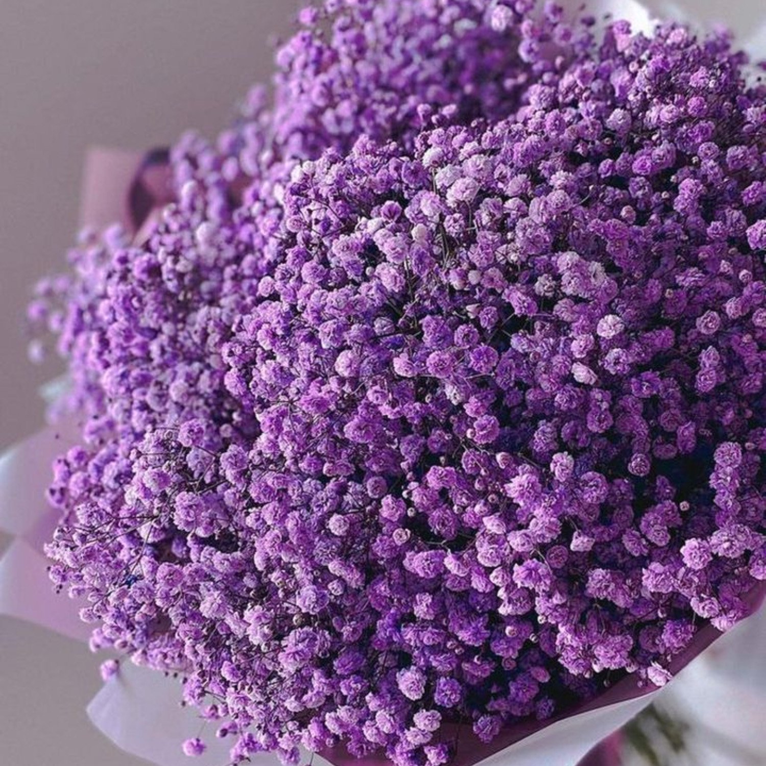 Factory Wholesale Purple preserved baby's breath floral dried baby breath gypsophila babysbreath bouquet flower