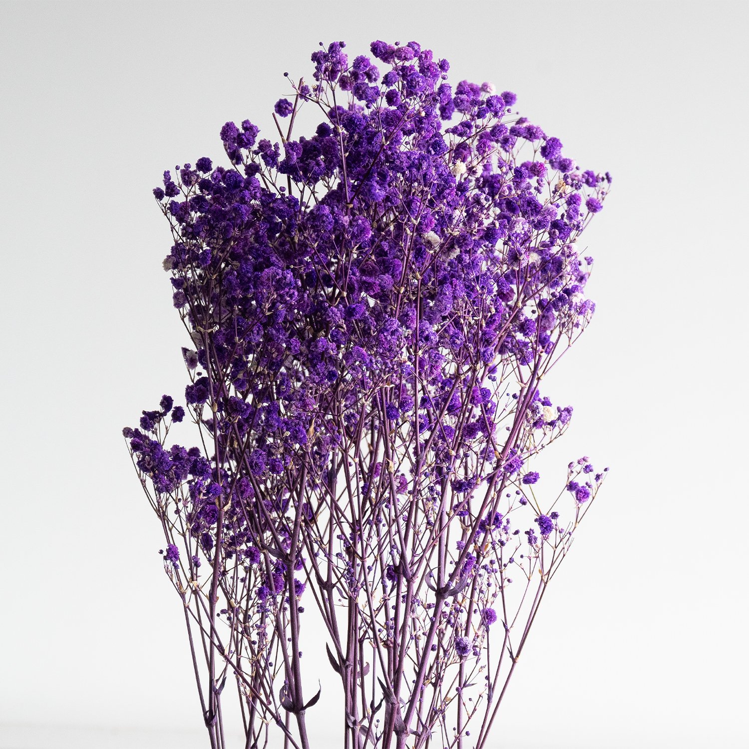 Factory Wholesale Purple preserved baby's breath floral dried baby breath gypsophila babysbreath bouquet flower