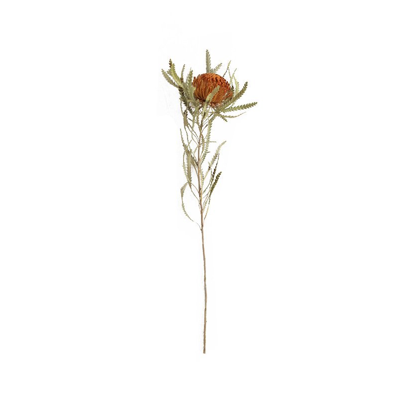 dried and natural Mini Banksia flower African origin