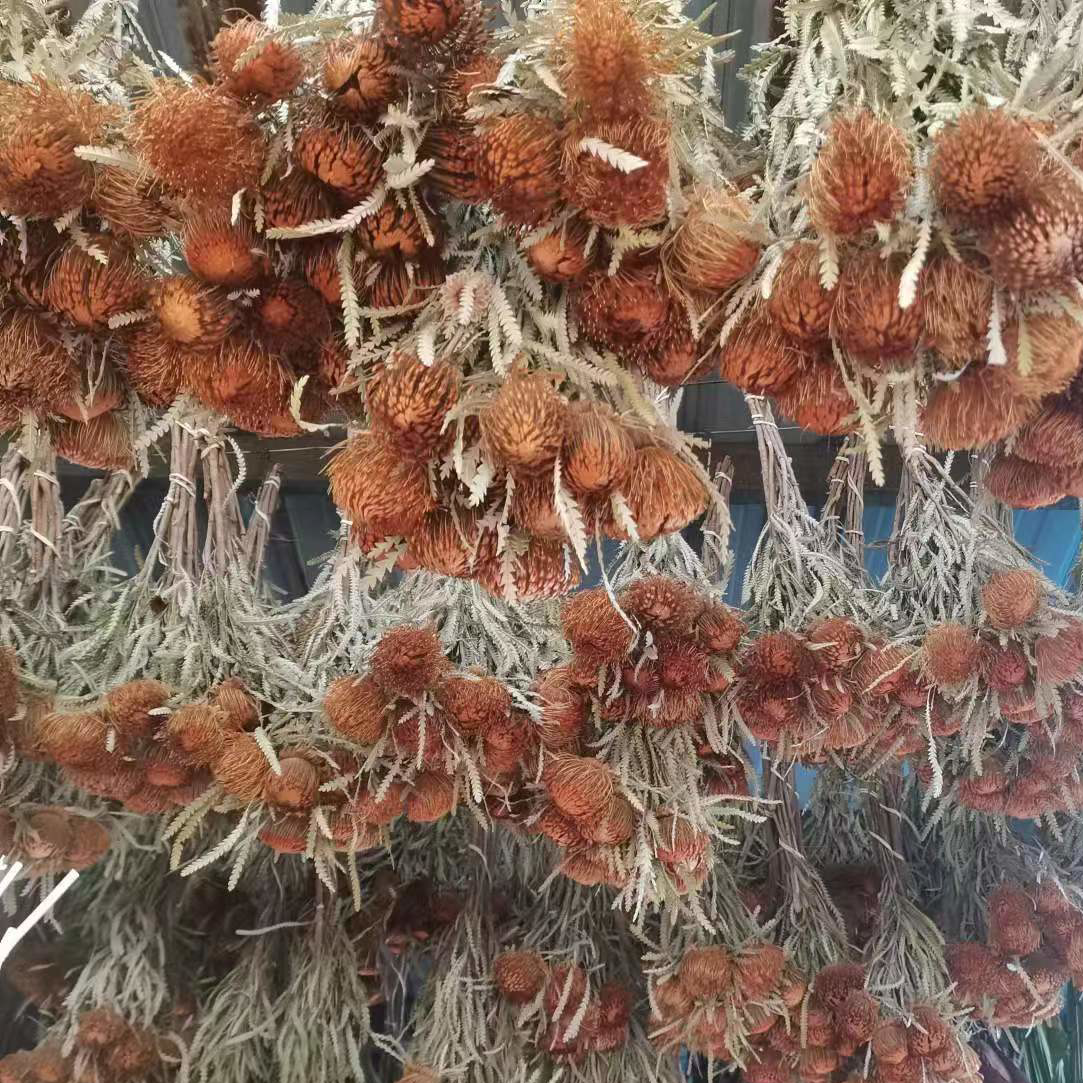 dried and natural Mini Banksia flower African origin