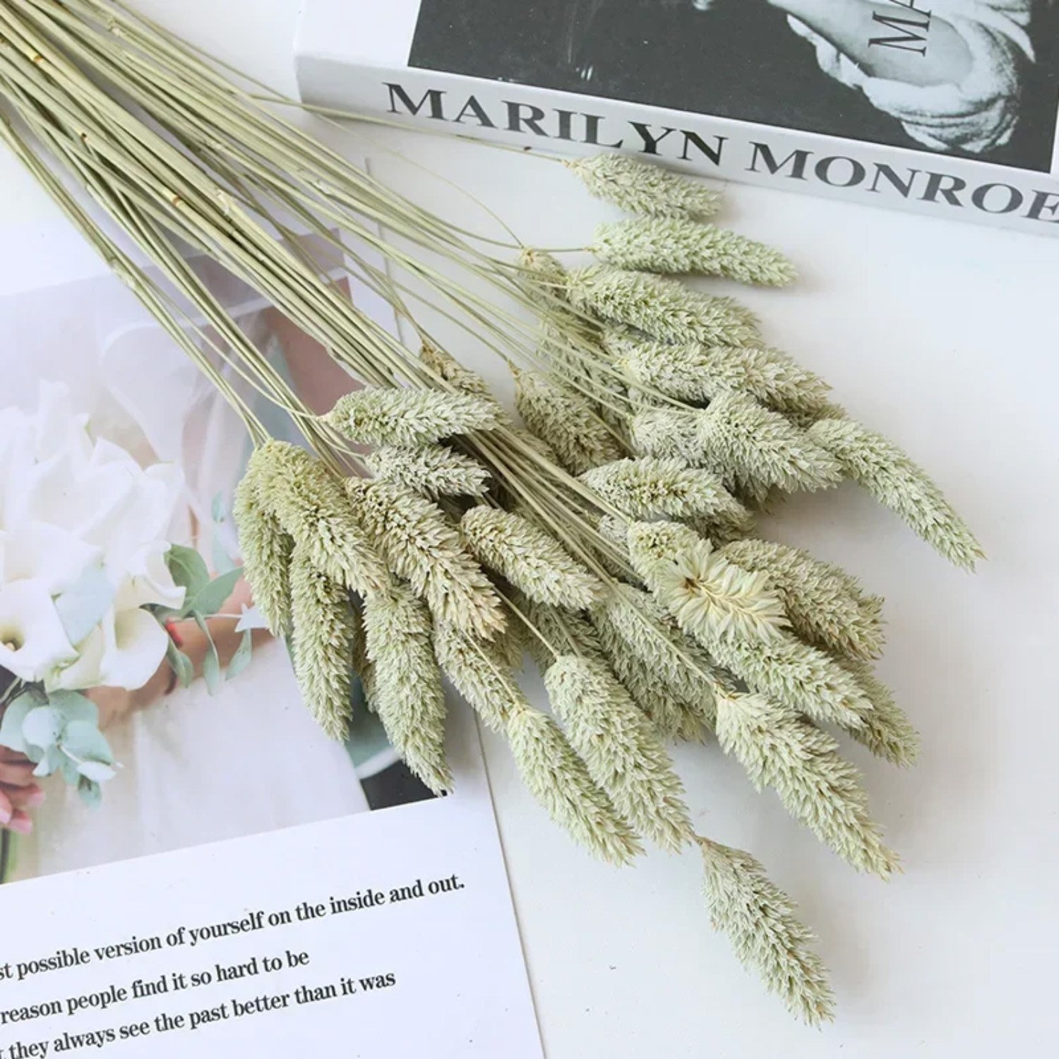 Natual Dried Phalaris Flower Small Dried Gem Grass Phalaris Grass