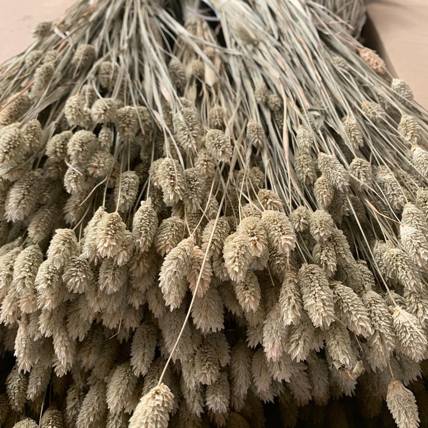Natual Dried Phalaris Flower Small Dried Gem Grass Phalaris Grass