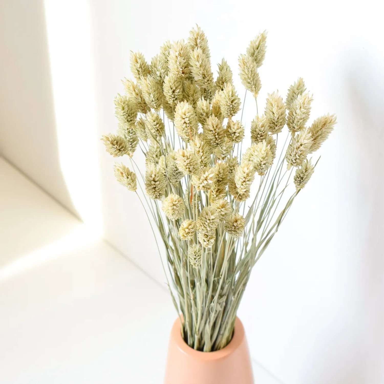 Natual Dried Phalaris Flower Small Dried Gem Grass Phalaris Grass