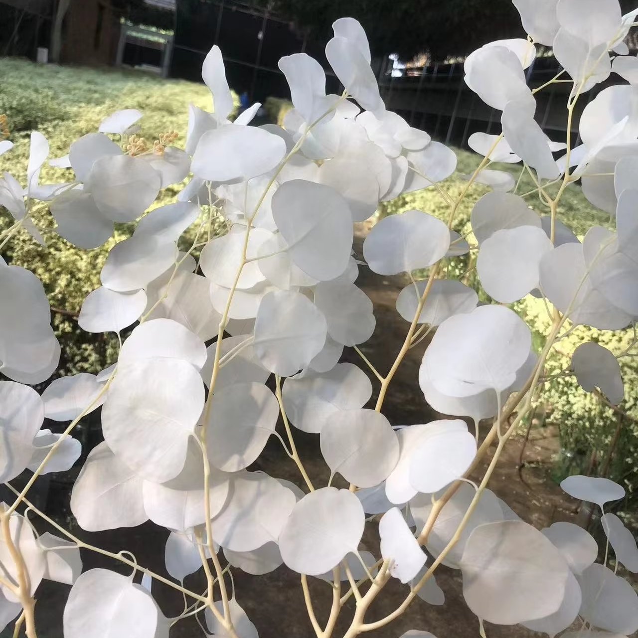 100g Preserved Bleached Eucalyptus Apple Round Leaves Natural Real Flower Preserved Sliver Dollars Leaves Wedding Decor Bouquet