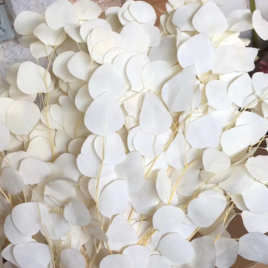 100g Preserved Bleached Eucalyptus Apple Round Leaves Natural Real Flower Preserved Sliver Dollars Leaves Wedding Decor Bouquet