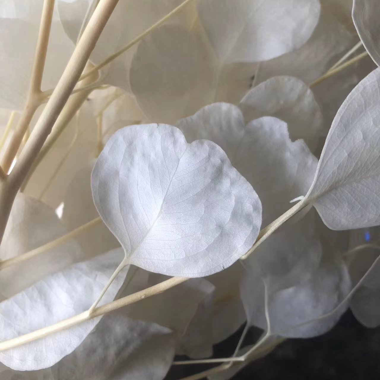 100g Preserved Bleached Eucalyptus Apple Round Leaves Natural Real Flower Preserved Sliver Dollars Leaves Wedding Decor Bouquet