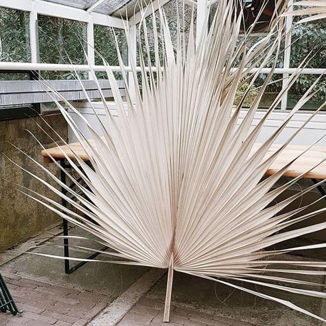 IFG wholesale dried palm leaves for wedding ceremony &home decoration