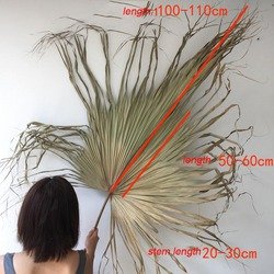 tall140cm