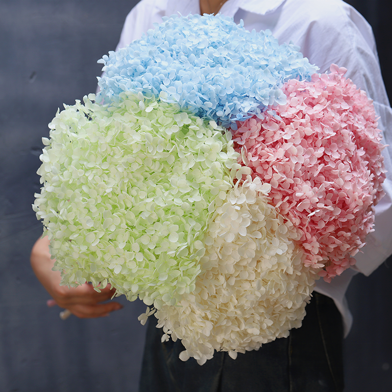 Natural Dried Flowers Preserved Anna Hydrangea for Indoor Outdoor Ornaments Yunnan Hydrangea Flowers for Wedding Home Party