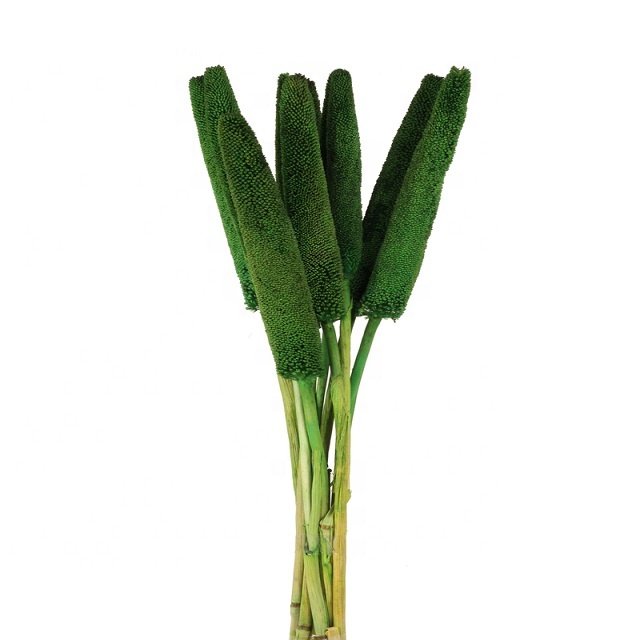 Natural Dried Exotic Cigar Millet Stem Grain Beautiful Ins Design for Home Party Decoration Wedding Backdrop Graduation Ceremony