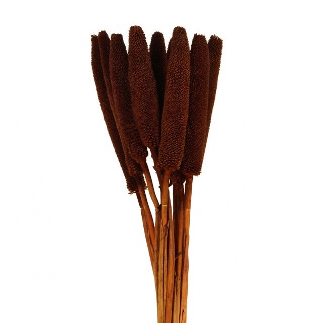 Natural Dried Exotic Cigar Millet Stem Grain Beautiful Ins Design for Home Party Decoration Wedding Backdrop Graduation Ceremony